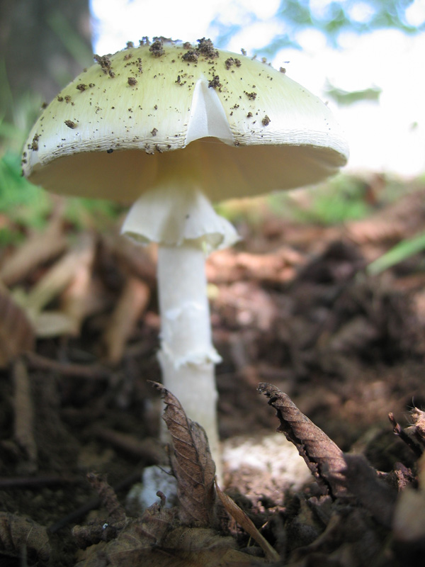 Amanita phalloides